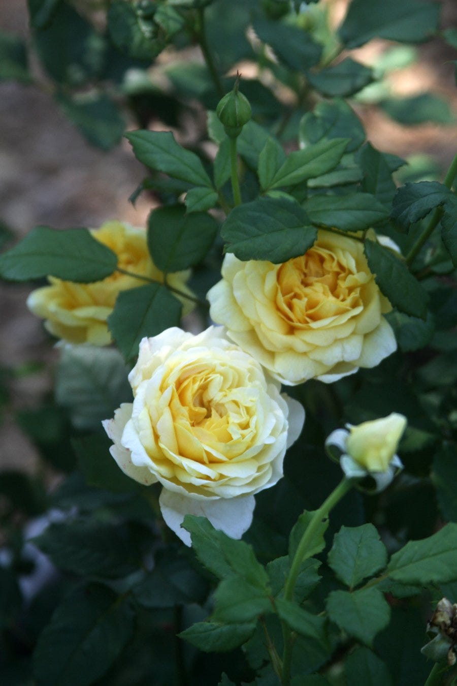 The beautiful and fragrant The Poet’s Wife David Austin Rose