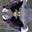 Little Cat's avatar