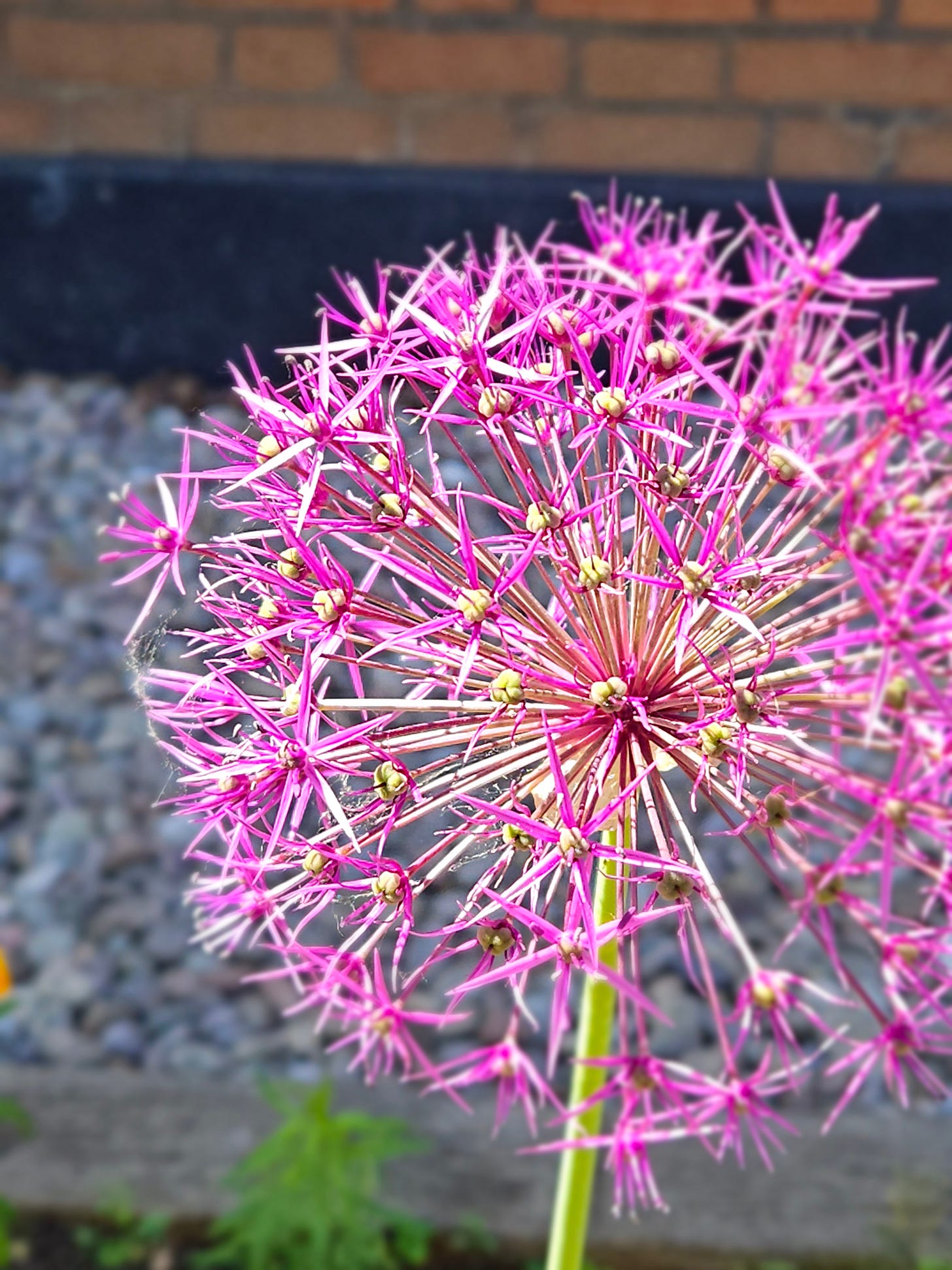 A close-up of a spherical allium flower head. The flower consists of numerous small, star-shaped blossoms with long, thin petals in a vibrant pink colour. The blossoms are clustered together on long stems, forming a globe-like shape. The background is blurred, showing a mix of pebbles and a brick wall, which helps the flower stand out prominently in the image.