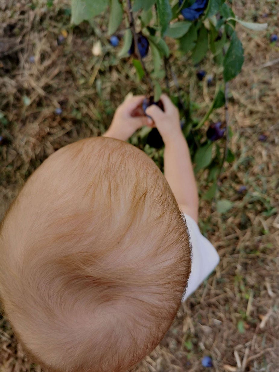 Toddler picking up plums under the plum tree