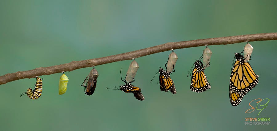 Monarch Butterfly Metamorphosis - Steve Greer Photography Monarch Butterfly Metamorphosis - Steve Greer Photography