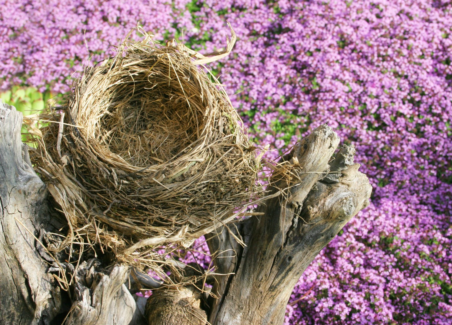 Empty bird’s nest resting on a tree branch with a backdrop of blooming purple flowers, symbolizing the empty nest stage and the natural cycle of children leaving home.