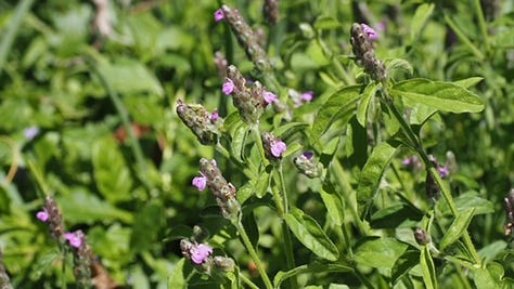 gallery of plants