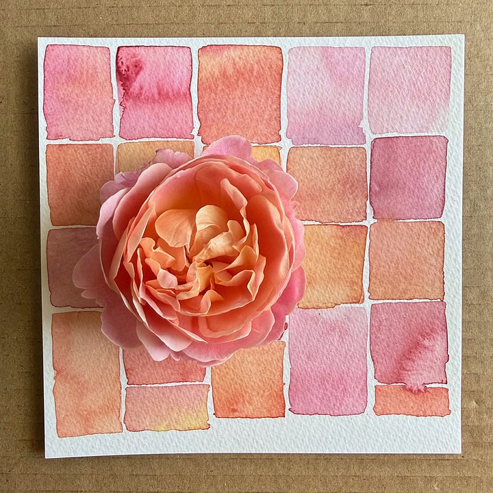 Eustacia Vye David Austin rose Watercolor