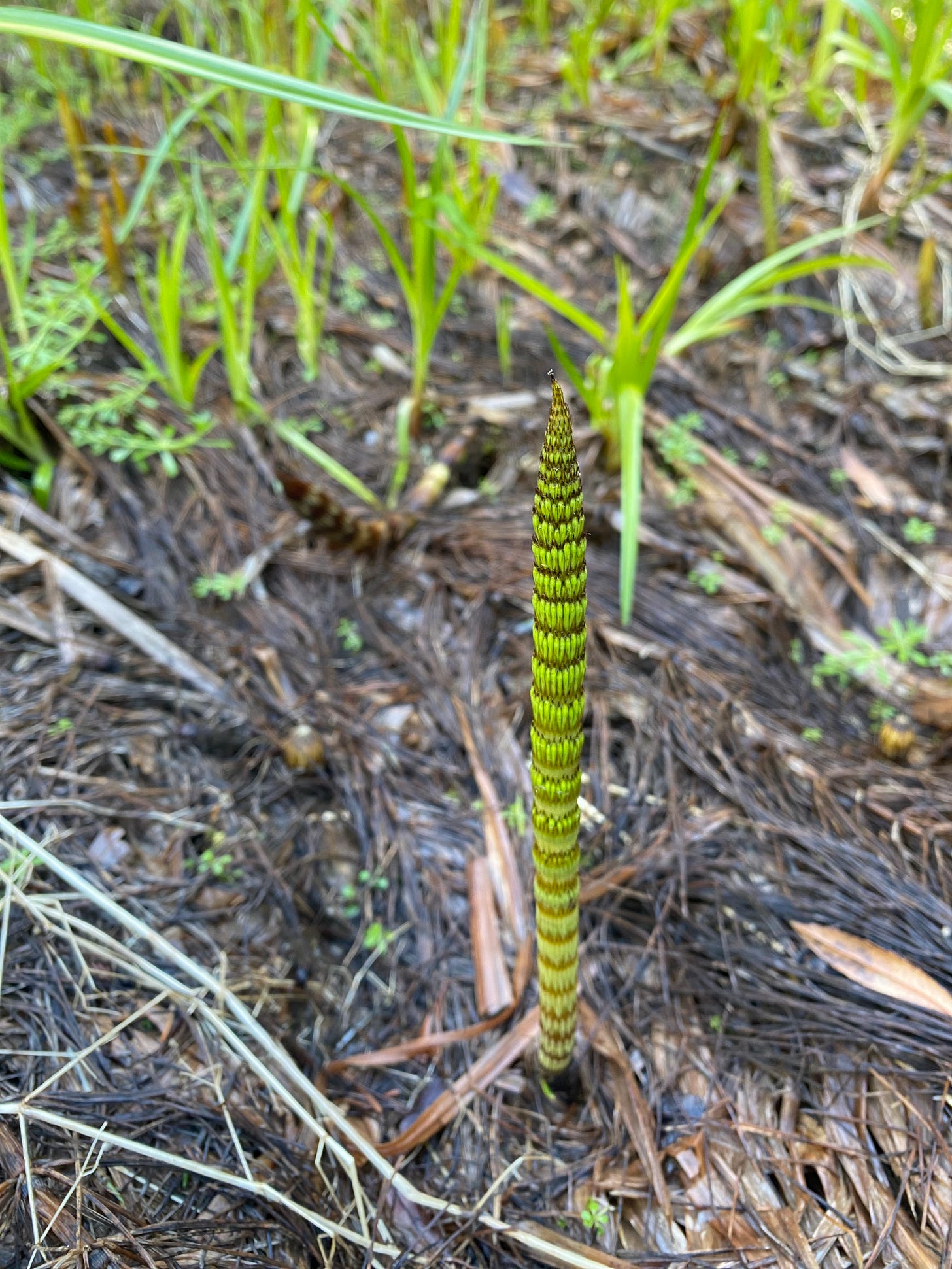 An otherworldly green horsetail sprout, looking like a banded unicorn-horn