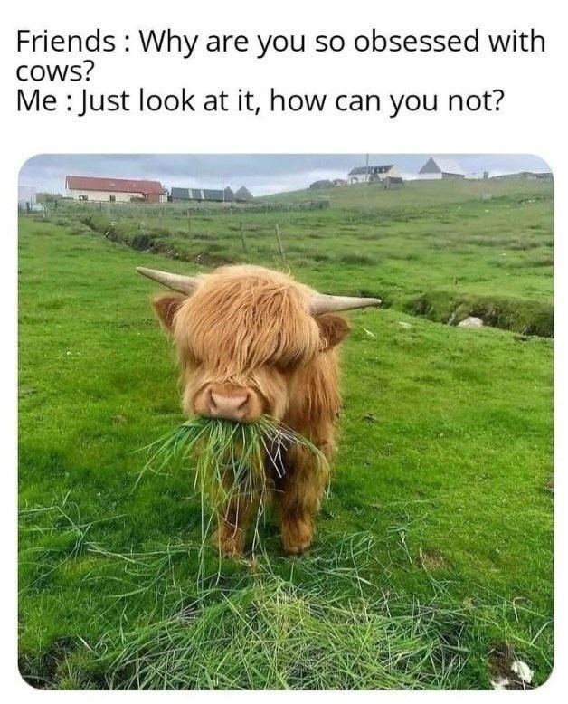 25+ Adorable Cow Memes Leaving You Wanting MOOre - Memebase - Funny Memes
