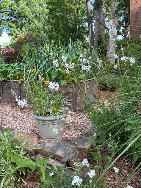 kitchen garden close ups