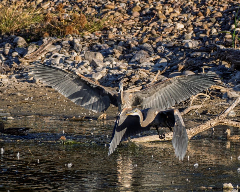 20251103-ElRio-22-Edit.jpg 20251103-ElRio-22-Edit.jpg