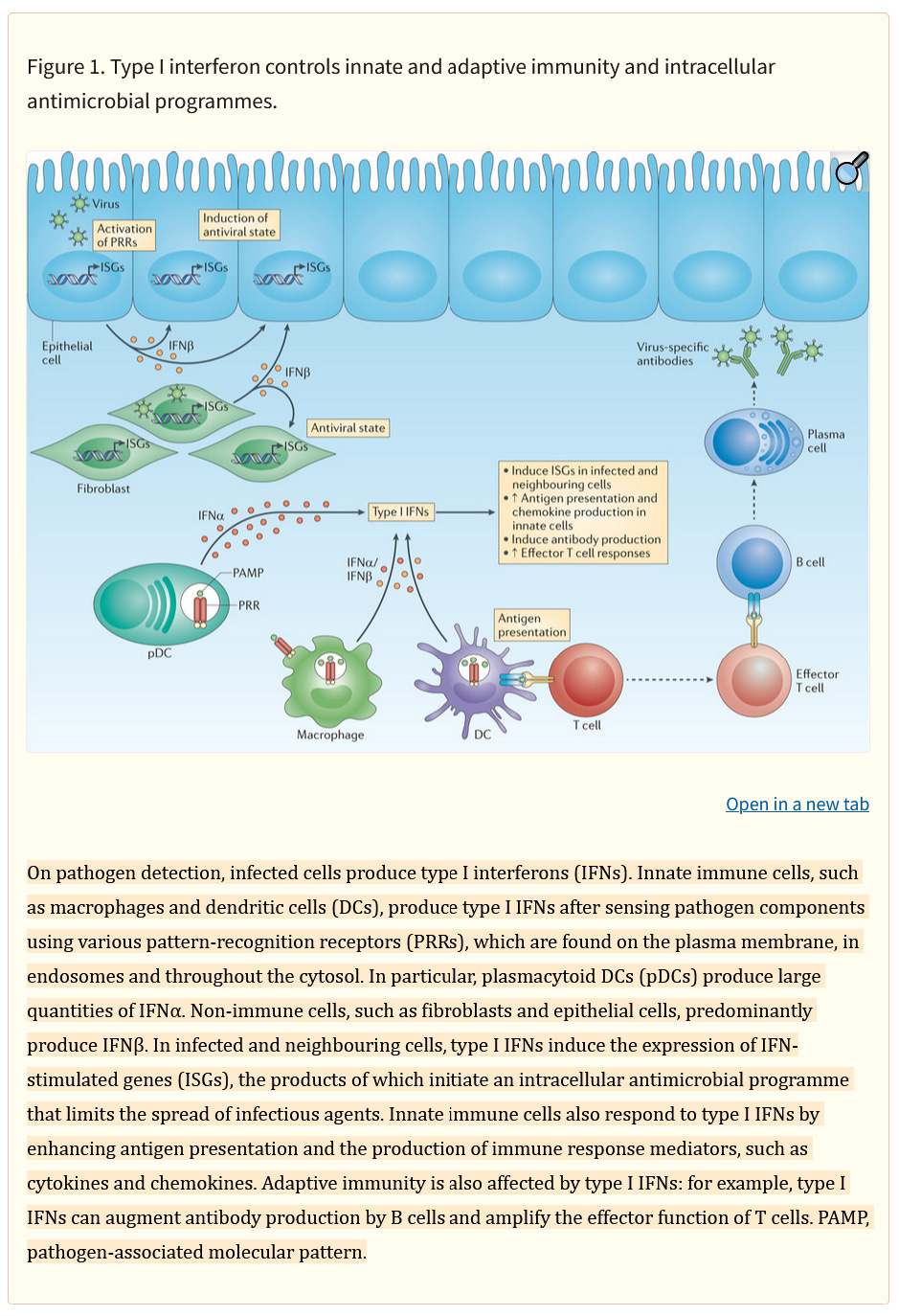 A large image demonstrating immune activation, the highlighted text reads: On pathogen detection, infected cells produce type I interferons (IFNs). Innate immune cells, such as macrophages and dendritic cells (DCs), produce type I IFNs after sensing pathogen components using various pattern-recognition receptors (PRRs), which are found on the plasma membrane, in endosomes and throughout the cytosol. In particular, plasmacytoid DCs (pDCs) produce large quantities of IFNα. Non-immune cells, such as fibroblasts and epithelial cells, predominantly produce IFNβ. In infected and neighbouring cells, type I IFNs induce the expression of IFN-stimulated genes (ISGs), the products of which initiate an intracellular antimicrobial programme that limits the spread of infectious agents. Innate immune cells also respond to type I IFNs by enhancing antigen presentation and the production of immune response mediators, such as cytokines and chemokines. Adaptive immunity is also affected by type I IFNs: for example, type I IFNs can augment antibody production by B cells and amplify the effector function of T cells. PAMP, pathogen-associated molecular pattern.