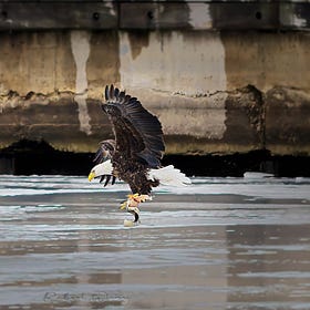 Eyes on the Skies: Grey-Bruce Birders Log Thousands of Sightings in Annual Winter Count