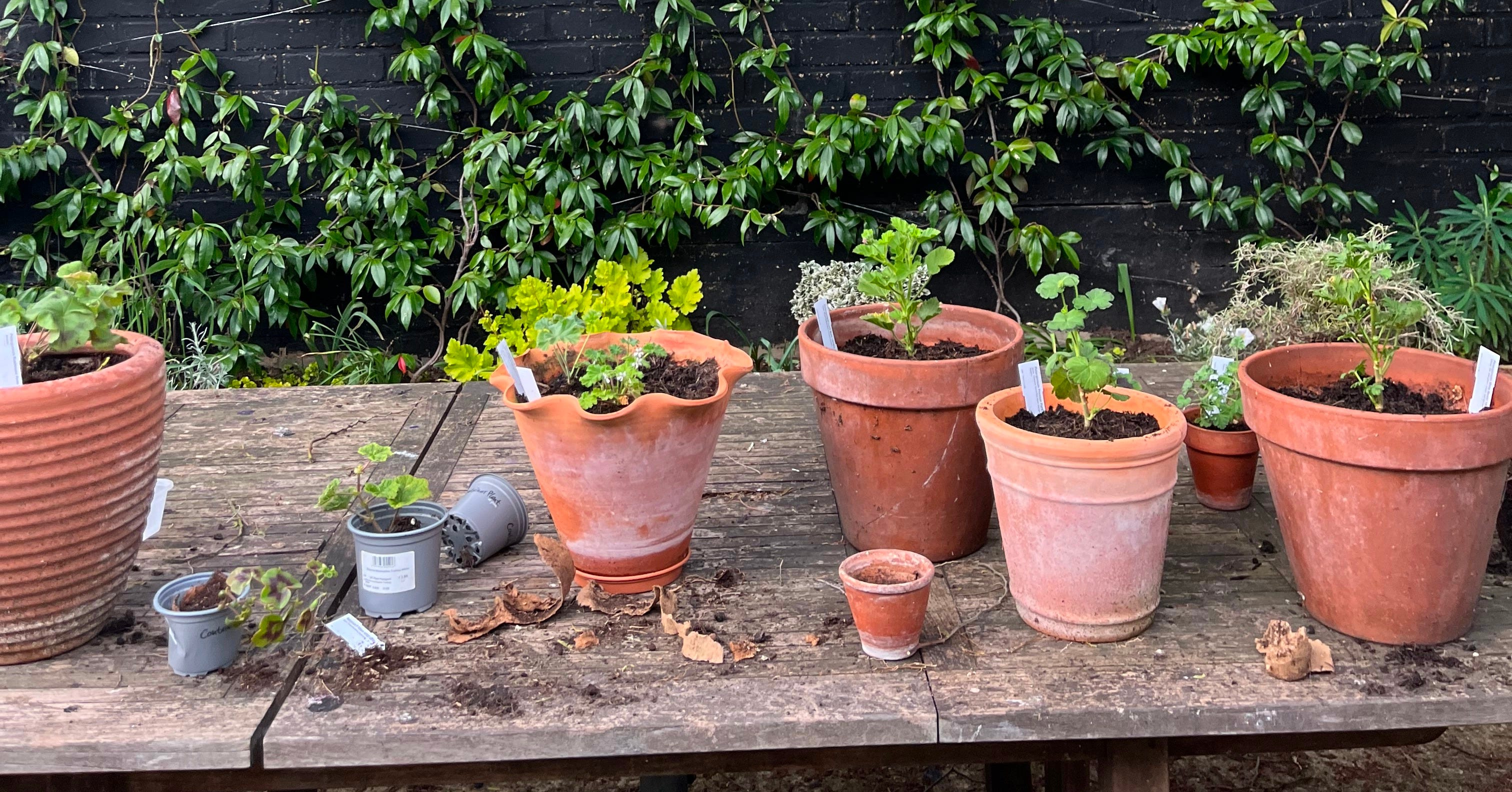 A Guide to Plant Pots - by Leanne Kilroy