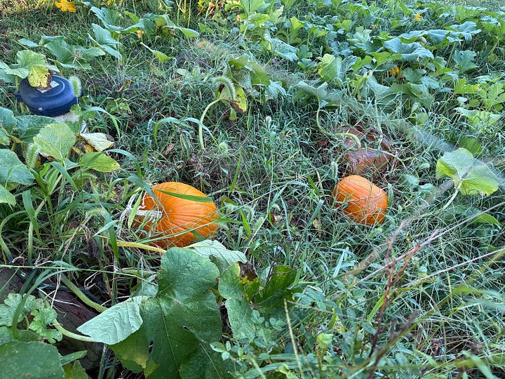 Homesteading & Food: Feeding Ourselves without Big Ag and Big Government.