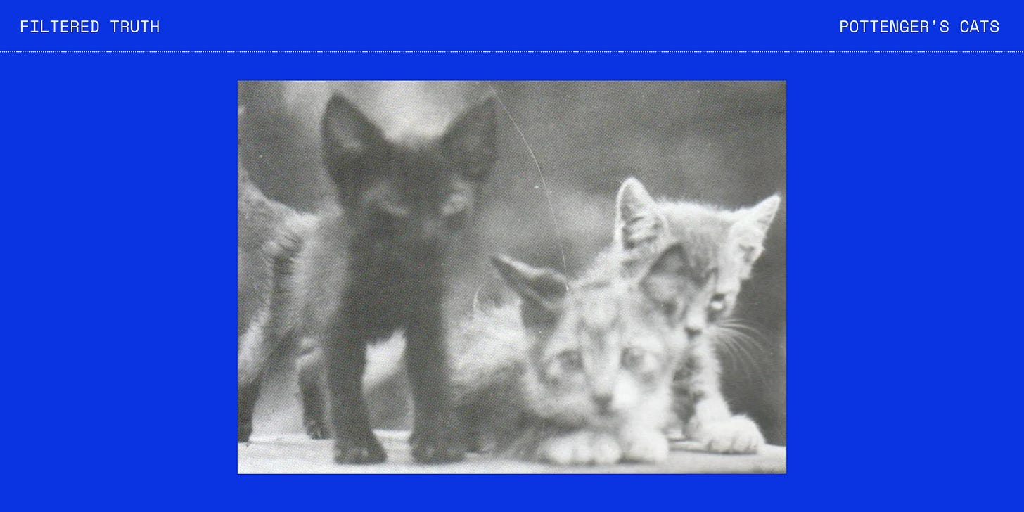 A group of kittens standing together

AI-generated content may be incorrect.