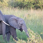 Psalm 33 - The Greatest Showman