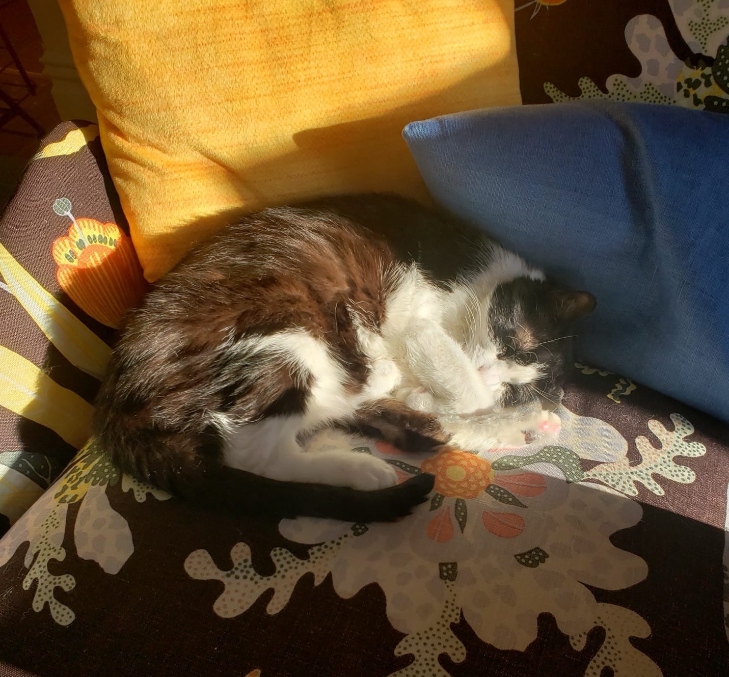 A cat sleeping on a chair

AI-generated content may be incorrect.