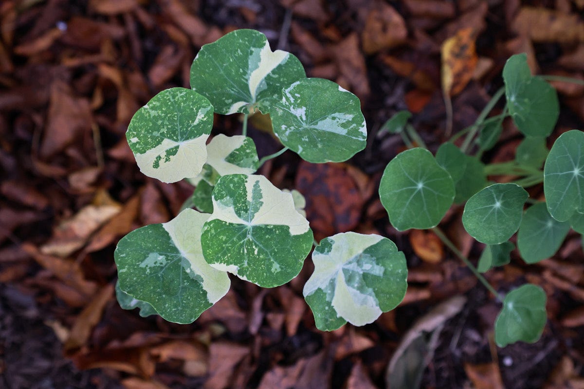 nasturtium plants