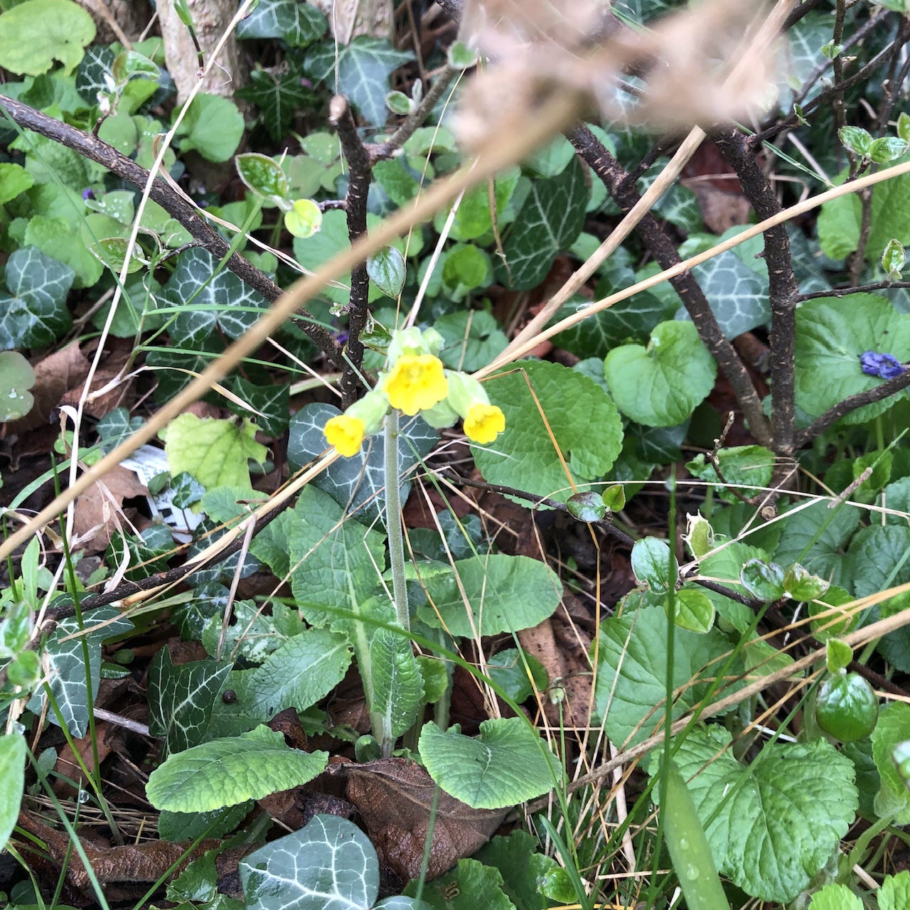 Some flowers now