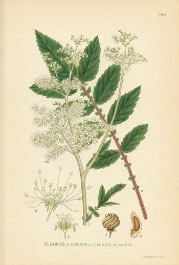 Show 261: Spikemoss and Meadowsweet