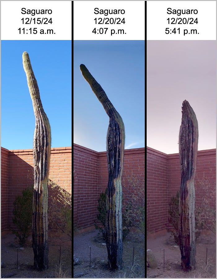 Progress of our Saguaro with bacterial necrosis, from 12/15/24 to 12/20/24.