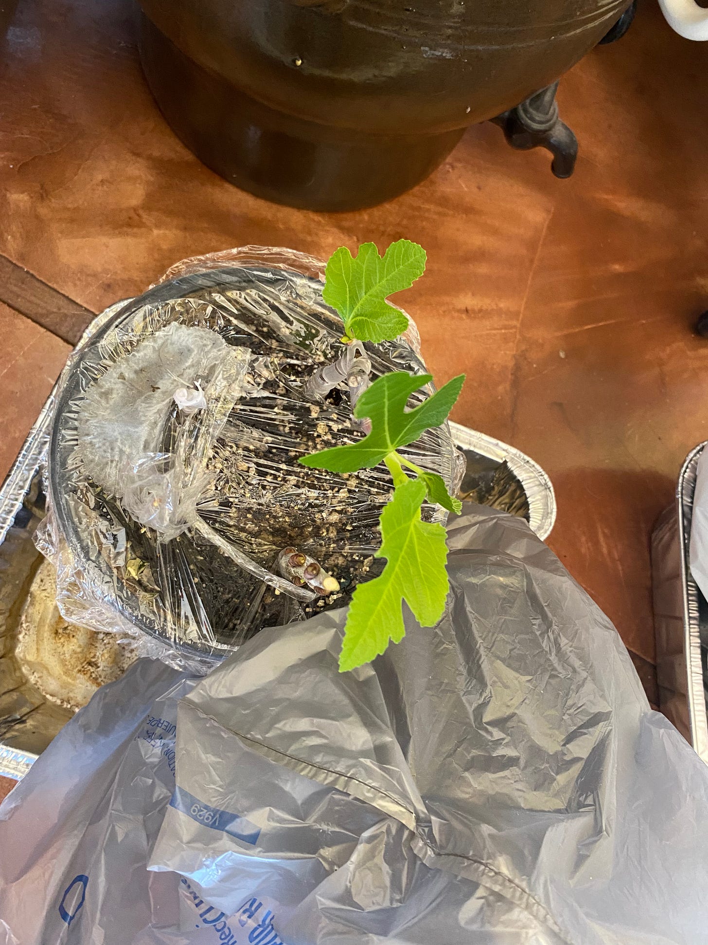 A small grapevine emerges from a planter covered in plastic.