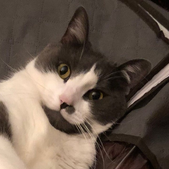 A gallery of four close up photos of Haku's face from images from the post.