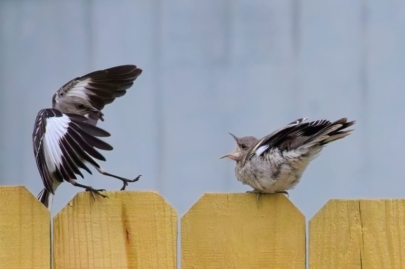 An adult Northern mockingbird lands on an unpainted wooden fence next to a waiting fledgling. The adult's wings are spread wide in the air, revealing bold, striking white patches against dark charcoal feathers. The fledgling sits to the right, wings and tail raised, and bill open in anticipation. The background is a flat, pale blue-gray shed.   Both birds are pale gray, with darker gray back and tail, and wings that same darker gray with black and white wingbars. The adult's body is long and slender compared to the pudgy, short body of the fledgling, whose belly feathers are fluffy compared to the smooth, sleek adult.  