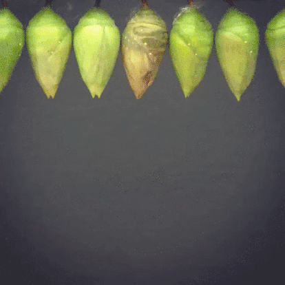 giphy-downsized-large.gif (414×414) | Butterfly hatching, Butterfly  chrysalis, Beautiful butterflies