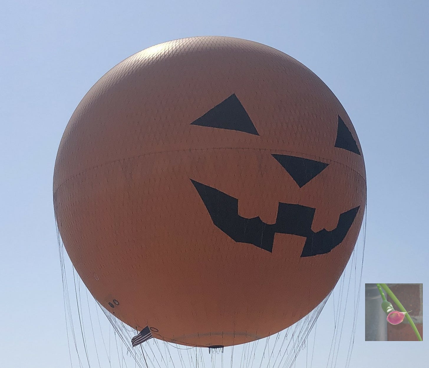 Orange helium balloon sporting a happy jack o lantern face Orange helium balloon sporting a happy jack o lantern face