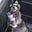 condog's avatar