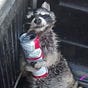 condog's avatar