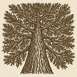 UNDER THE NOBLE CEDAR