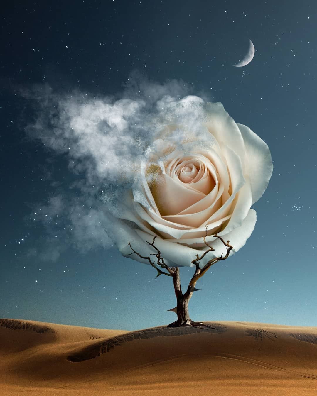 A Rose In The Desert Song And Lyrics By Sanderman Spotify, 58% OFF