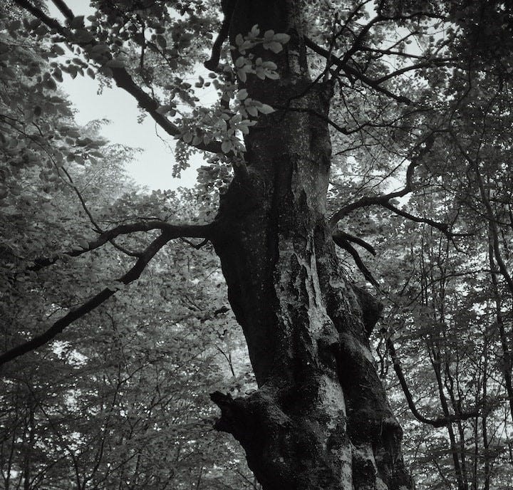 A black and white photo of an old tree in a forest.
