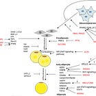 Genes, Pain, and Pattern: What a Tissue Study Reveals about Lipedema