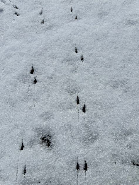 bird tracks in a thin layer of snow