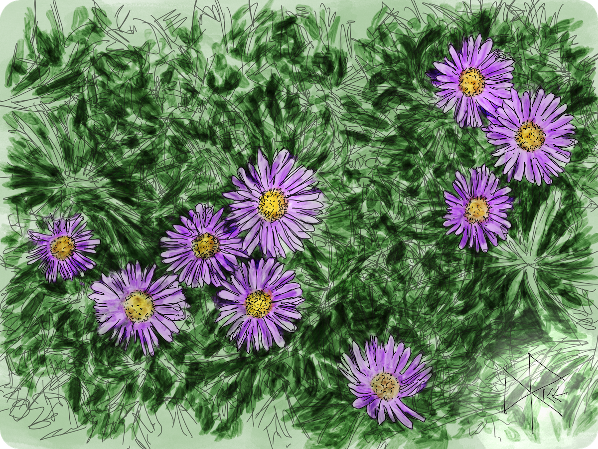 Canadanthus, commonly known as great northern aster or western bog aster, is native to most of Canada and to northern parts of the United States. Canadanthus modestus is an herbaceous perennial spreading by means of underground rhizomes, thus producing large colonies. Sketch art by Don Rice.