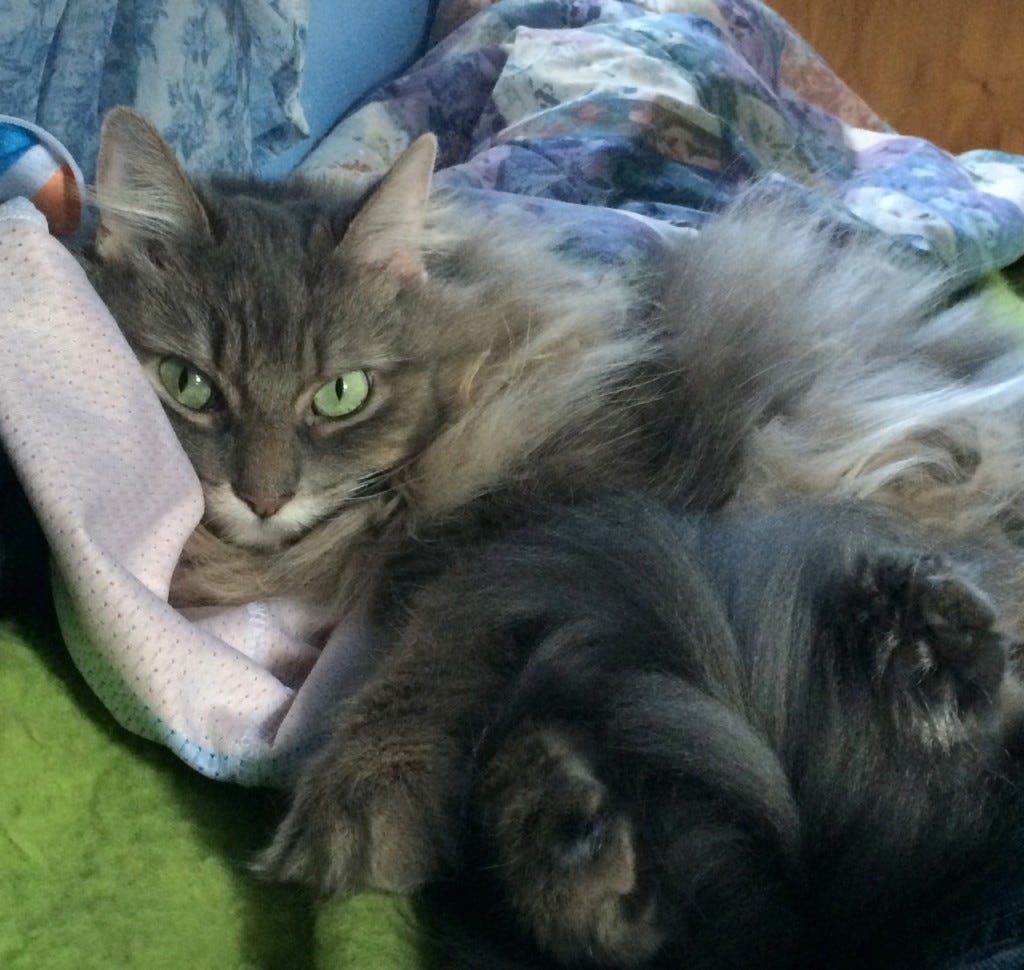 Kali_Jersey_Cats_Don't_Like_Hugs Kali_Jersey_Cats_Don't_Like_Hugs