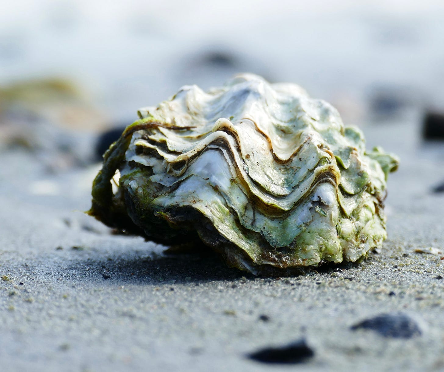 Rock oyster shell on sand Rock oyster shell on sand
