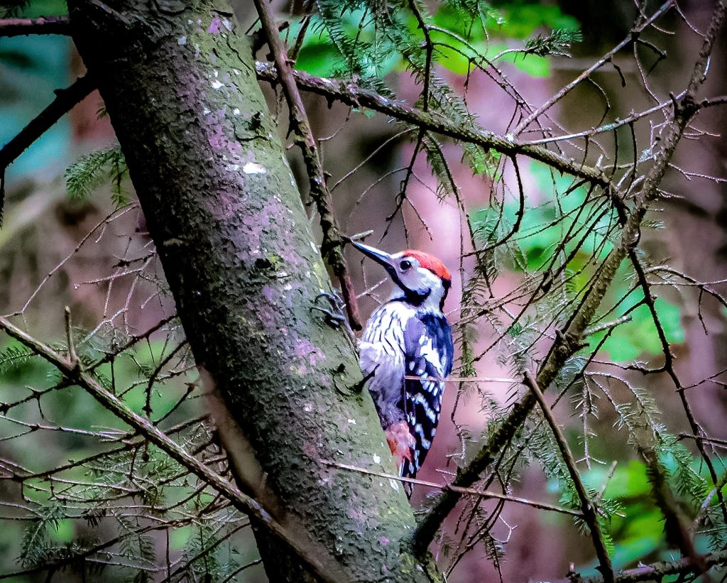 Hvitryggspett Hvitryggspett