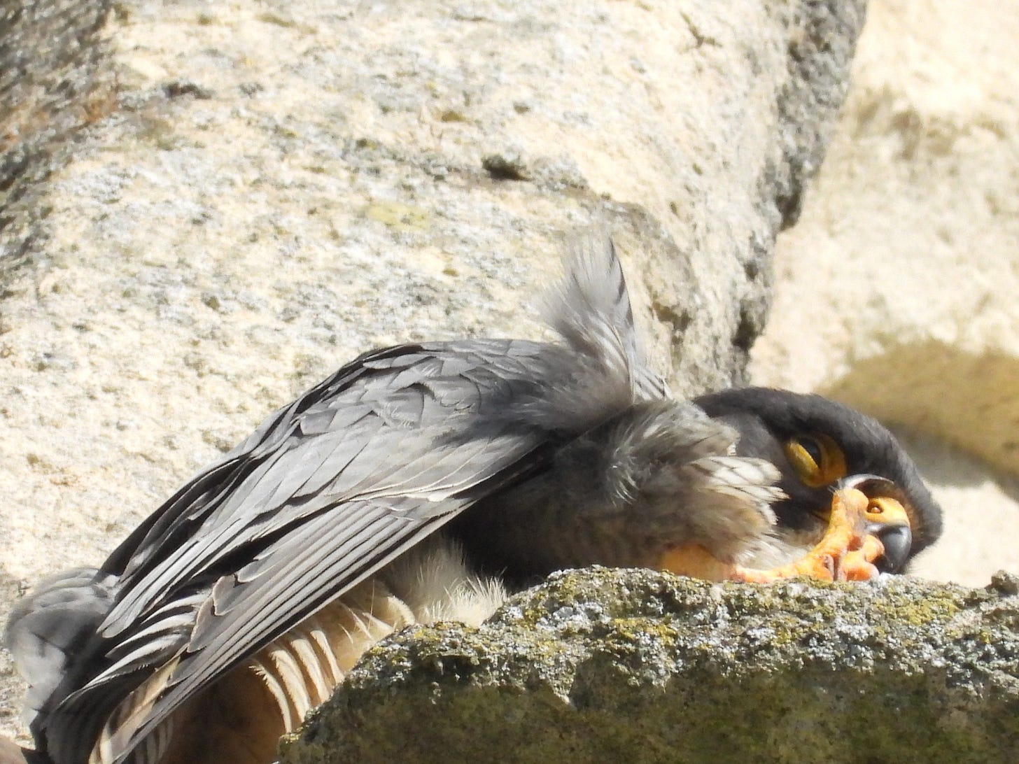 May be an image of hornbill and woodpecker