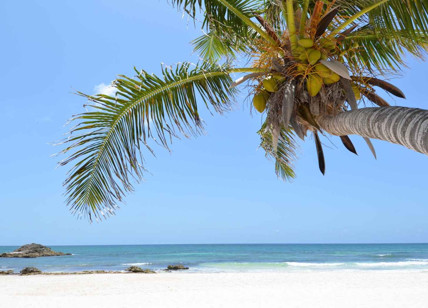 A palm tree leaning over a quiet white-sand Riviera Maya beach with clear turquoise water under a blue sky. A palm tree leaning over a quiet white-sand Riviera Maya beach with clear turquoise water under a blue sky.
