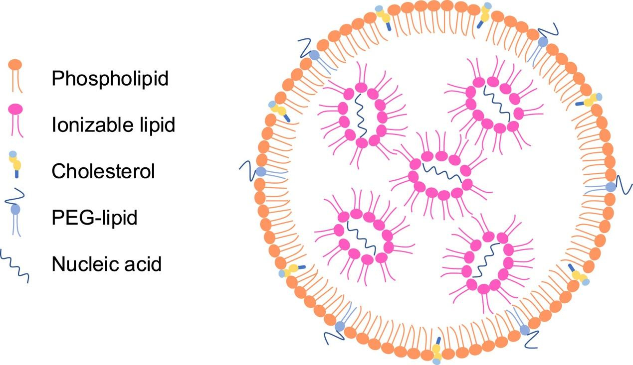 What is mRNA-LNP? Key Applications & Services - Nanoparticles / BOC Sciences