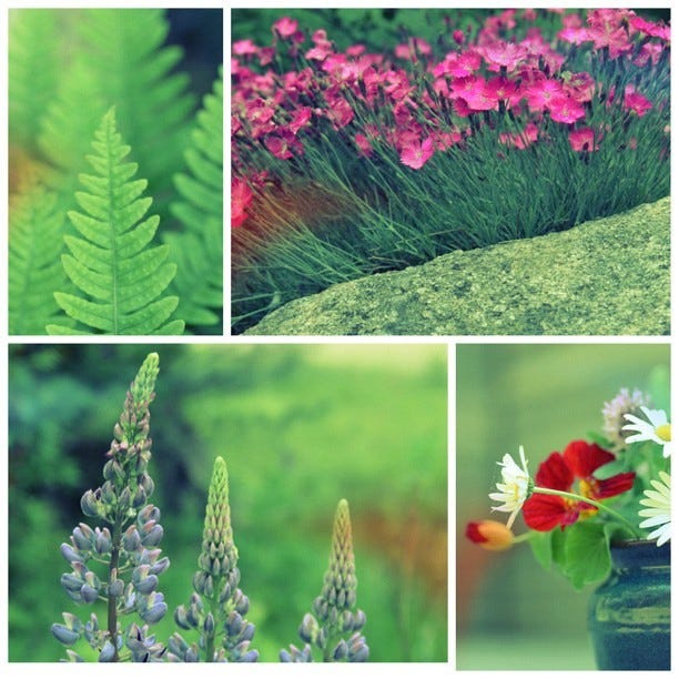 #picstitch #maine #summer #flowers