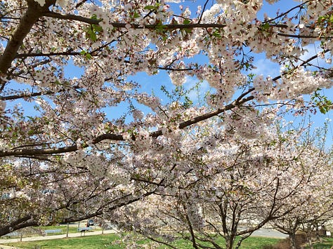 Images of spring flowers.