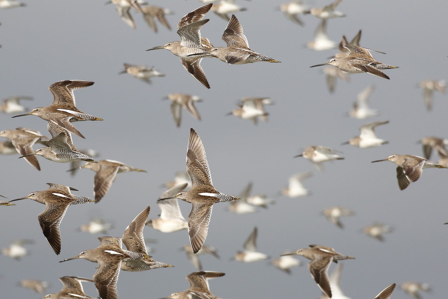 photo of Long-billed Dowitchers in flight photo of Long-billed Dowitchers in flight