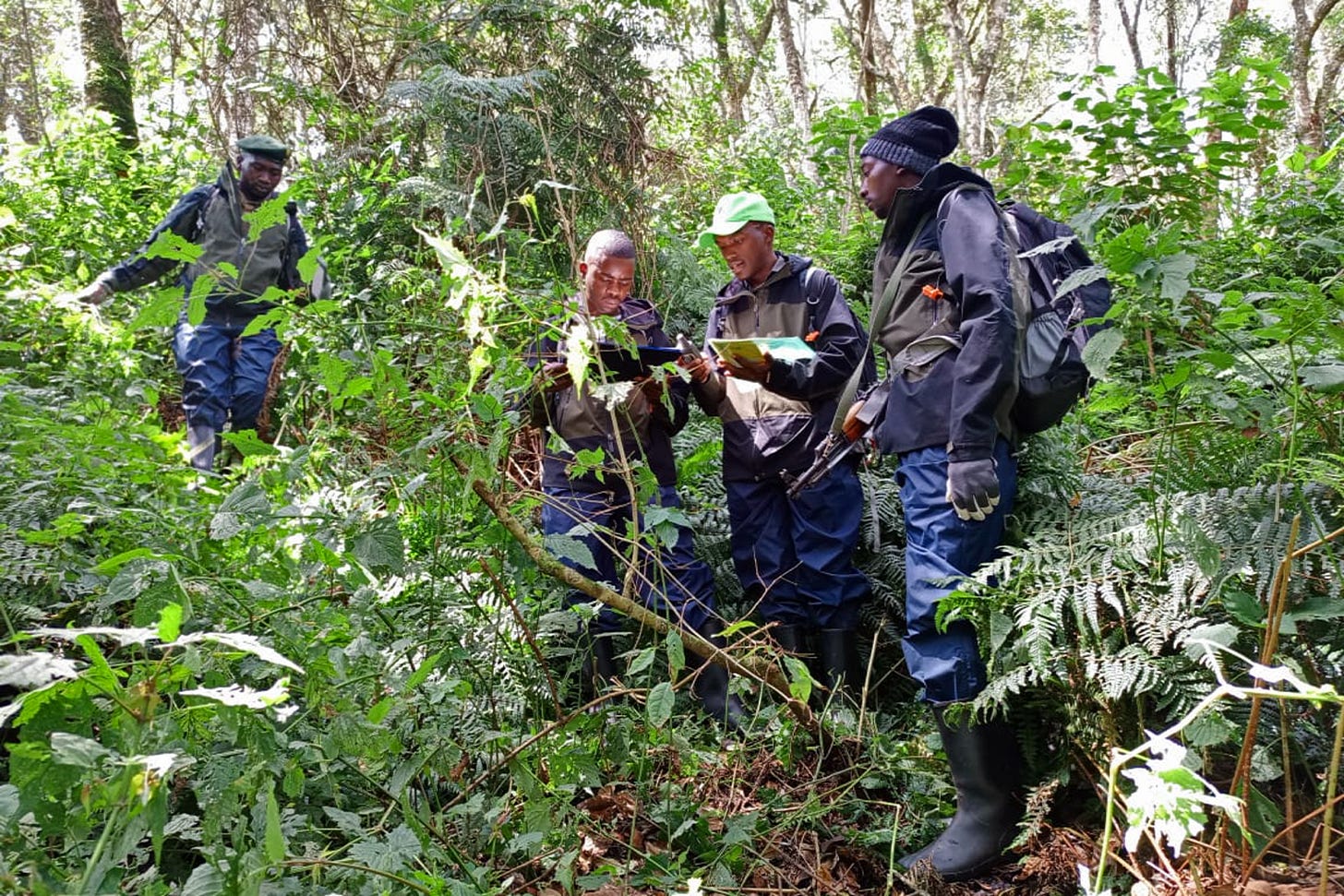 At least 1,400 park rangers across three different parks in Rwanda, Uganda and DR Congo have been trained to use SMART technology. © IGCP/Aimable Twahirwa / Mongabay