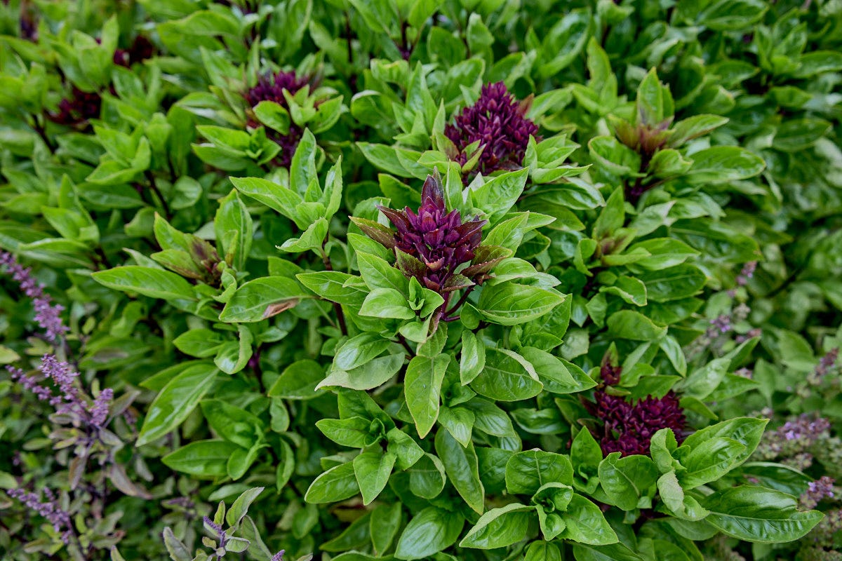 cardinal basil plants growing in a garden cardinal basil plants growing in a garden