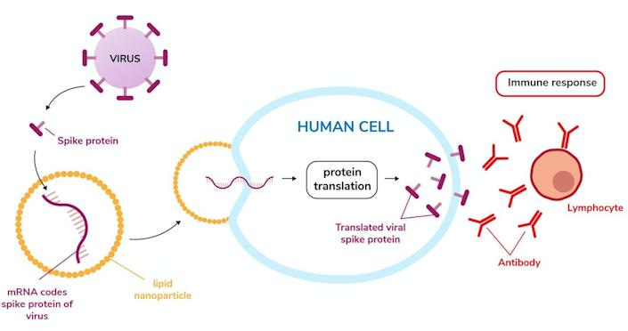 What is mRNA? The messenger molecule that's been in every ...