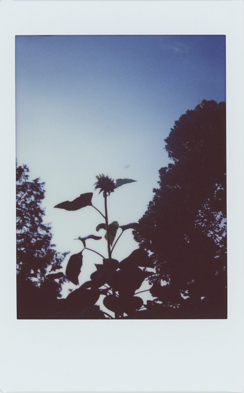 an instax instant photo of the silhouette of a sunflower