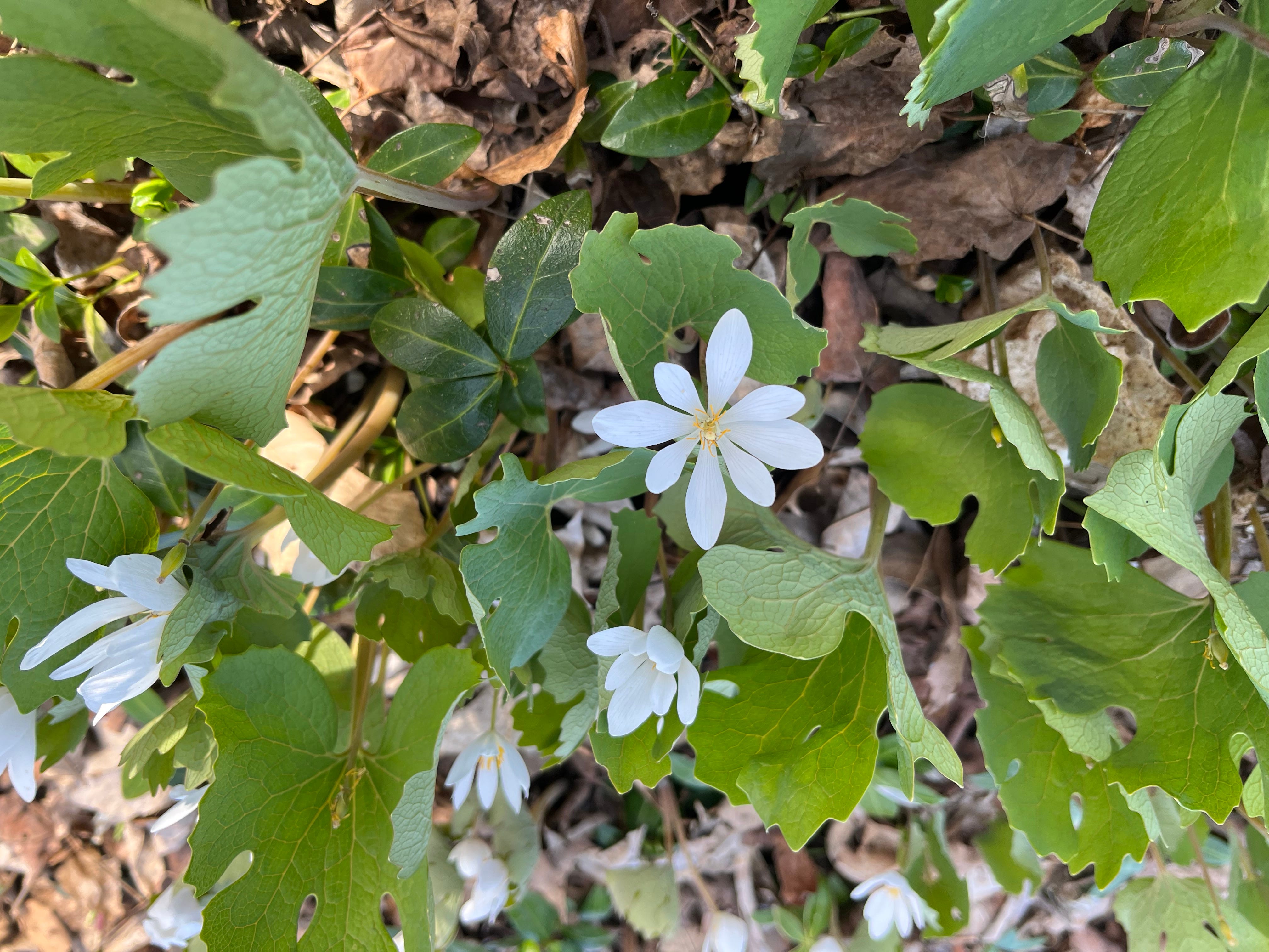 Ephemerals & Memory